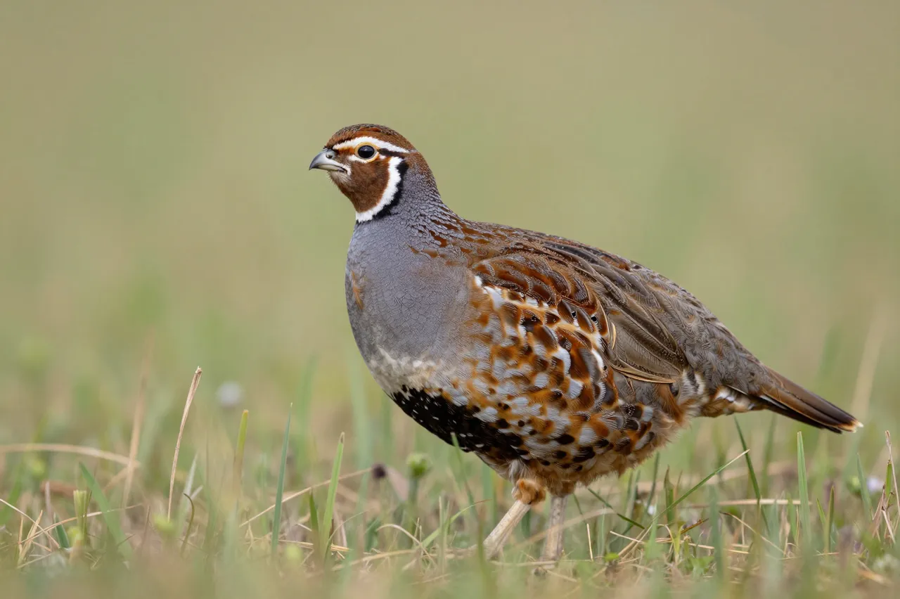 A patterned bobwhite quail stands alert among tall wild grass with a soft blurred grassland background