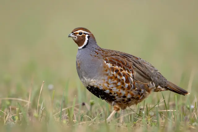 A patterned bobwhite quail stands alert among tall wild grass with a soft blurred grassland background