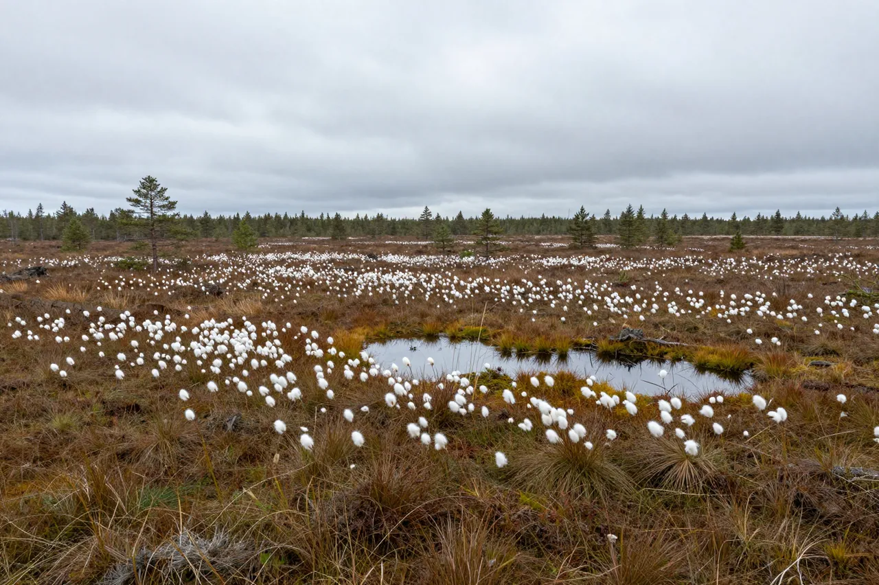 Peat bog dotted with white cotton grass, small pools, and distant evergreens under an overcast gray sky
