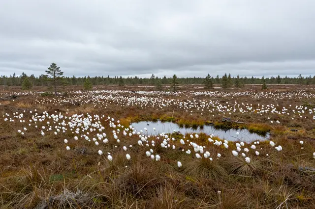 Peat bog dotted with white cotton grass, small pools, and distant evergreens under an overcast gray sky