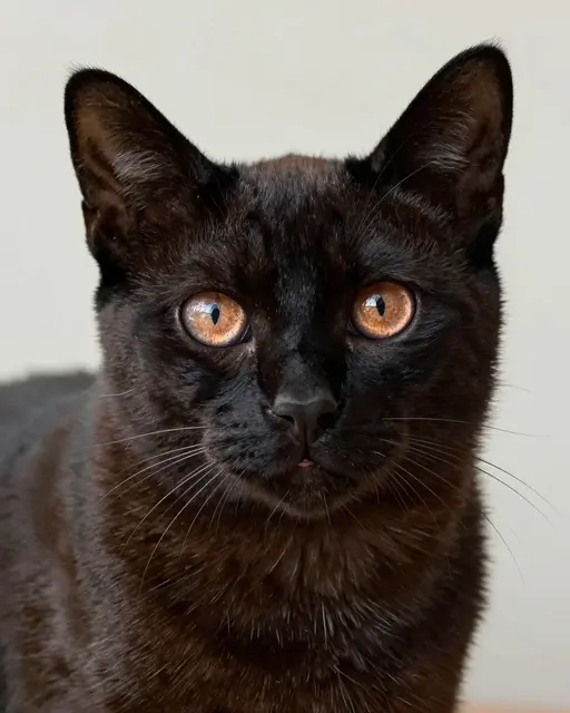 Close-up portrait of a Bombay cat with glossy dark fur and bright copper eyes looking directly at the viewer