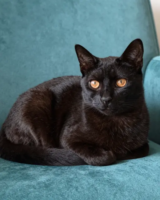 A sleek black Bombay cat with warm copper eyes rests curled on a teal velvet chair while looking at the camera.