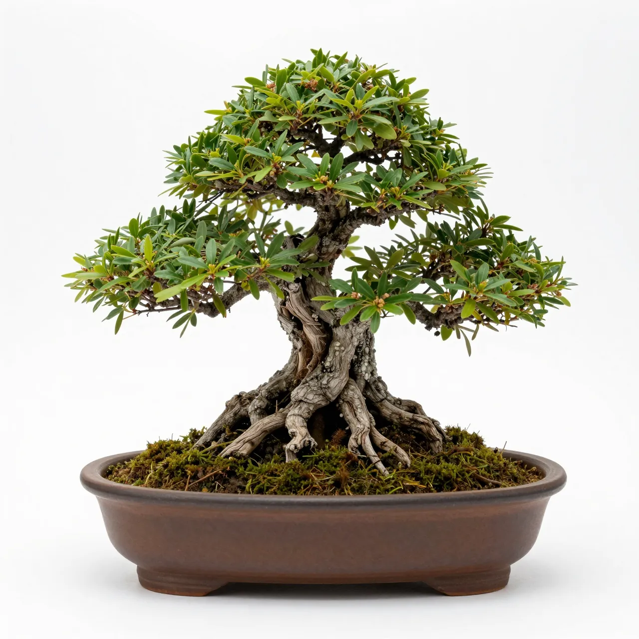 A styled leafy bonsai tree with exposed gnarled roots sits in a shallow brown ceramic dish on a plain white background.