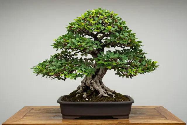 A lush styled bonsai tree in a dark ceramic pot rests on a polished wooden table against a plain light gray wall.