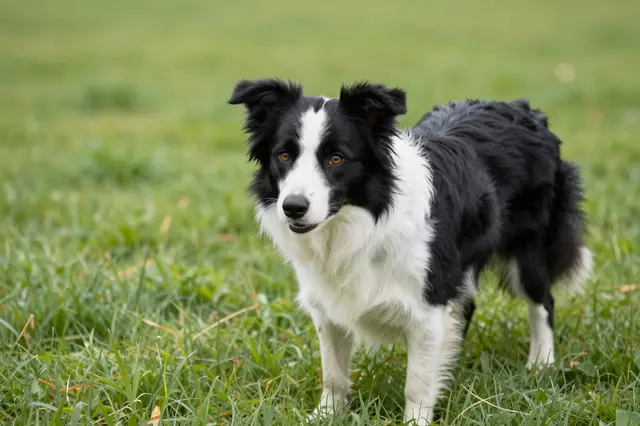 Black and white Border Collie stands attentively in lush green grass, facing the camera