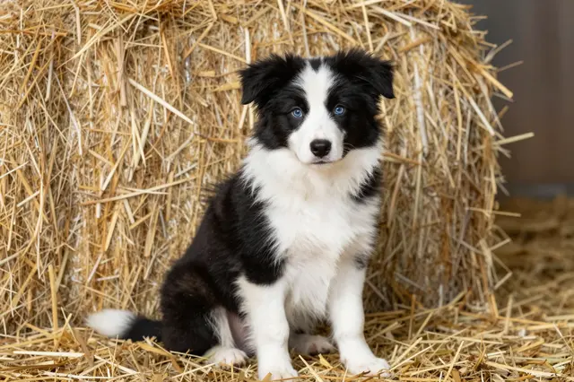 A fluffy black and white border collie puppy with bright blue eyes sits on straw in front of a large hay bale.
