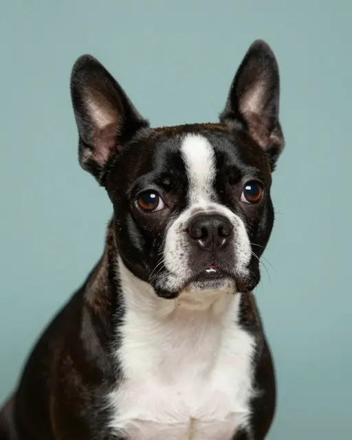 A close-up studio portrait of a Boston terrier looking directly at the camera against a soft teal background