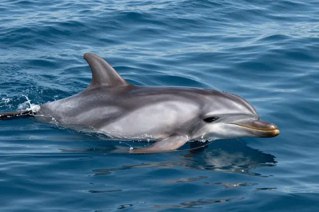 A bottlenose dolphin swims partially above rippling bright blue ocean water