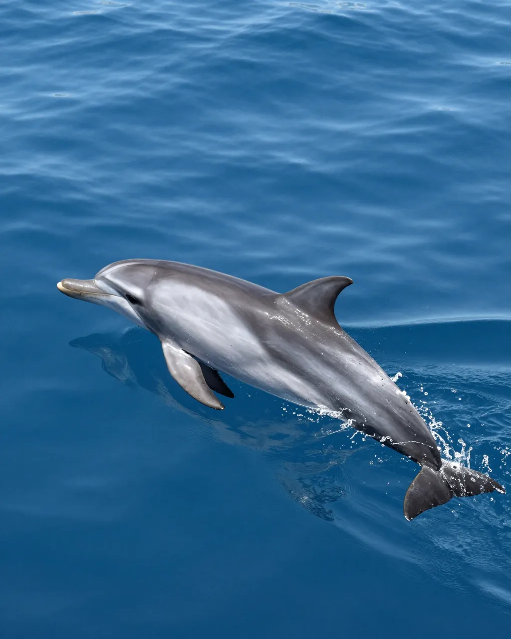 A side view bottlenose dolphin glides at the surface of clear bright blue ocean water with trailing splashes.