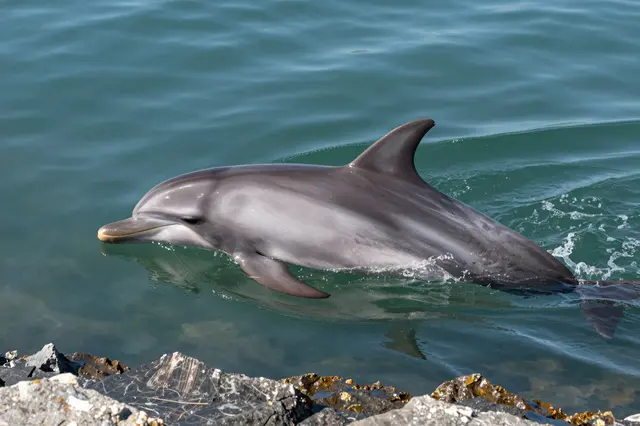 A bottlenose dolphin surfaces in green-blue water beside a rocky shoreline