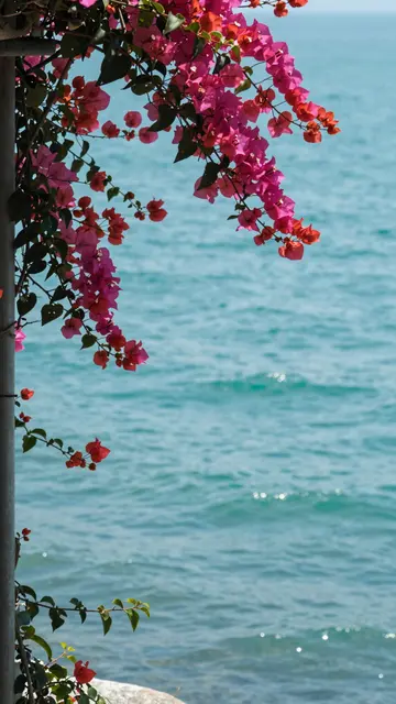 Pink and red bougainvillea branches frame a sunlit turquoise ocean view.