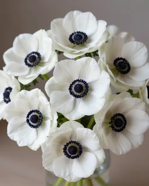 A close-up of a cluster of white anemone flowers with dark blue centers arranged in a glass vase