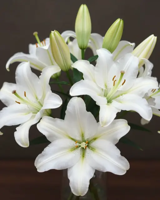 A close-up of a bouquet of fully opened white oriental lilies and unopened green buds in a clear vase.
