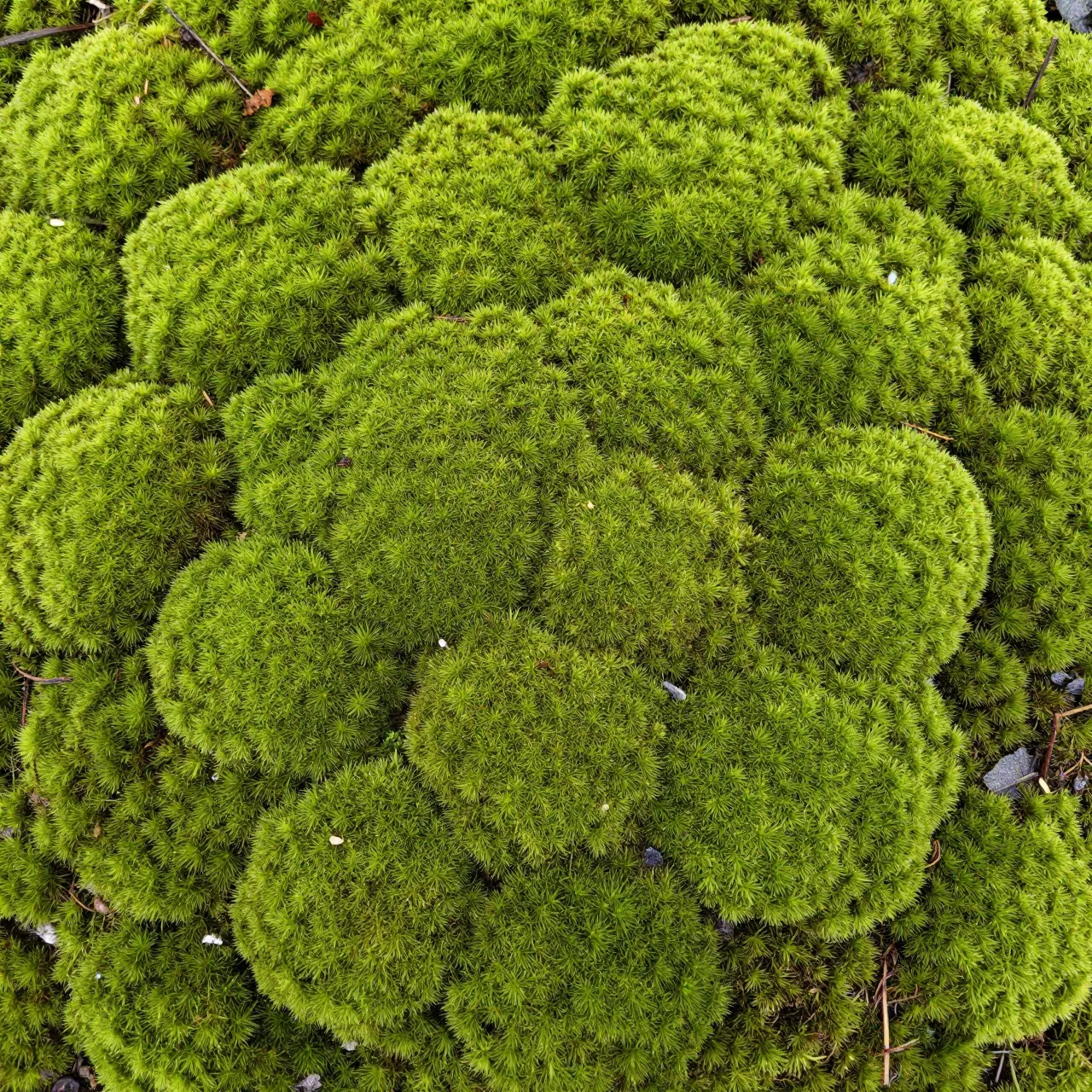 Top-down close-up of dense rounded velvety green moss domes filling the full frame