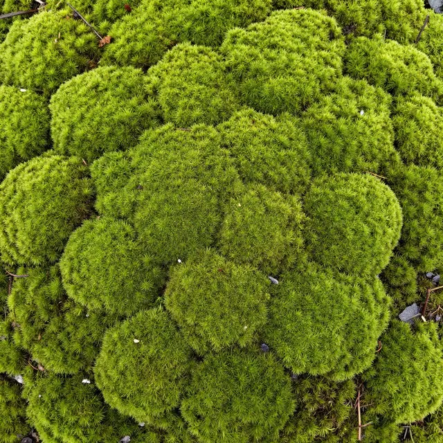 Top-down close-up of dense rounded velvety green moss domes filling the full frame