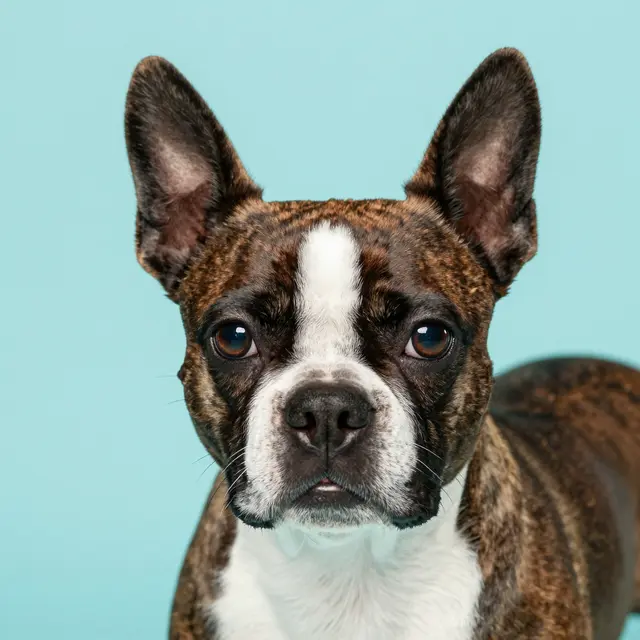 Close-up head portrait of a brindle and white Boston Terrier facing the camera on a soft turquoise backdrop