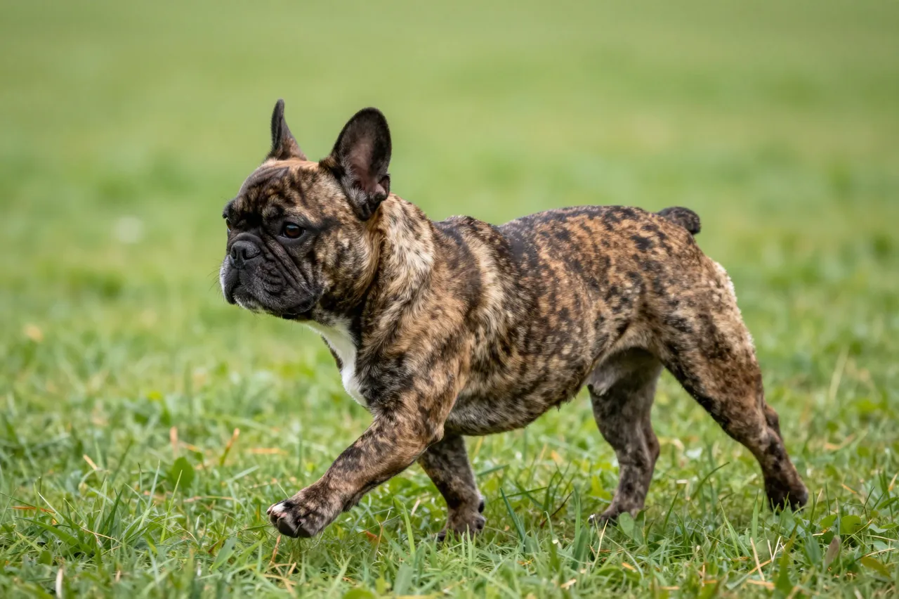 Side view of a brindle French bulldog trotting across lush green park grass