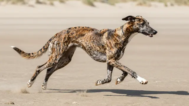 A side view of a brindle greyhound running at full speed across a sandy beach with all paws lifted off the ground