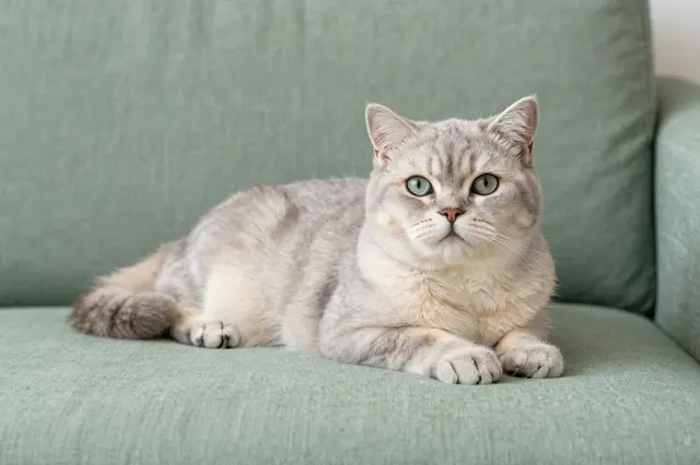 Pale gray British Shorthair cat rests on a sage green linen sofa looking toward the camera.