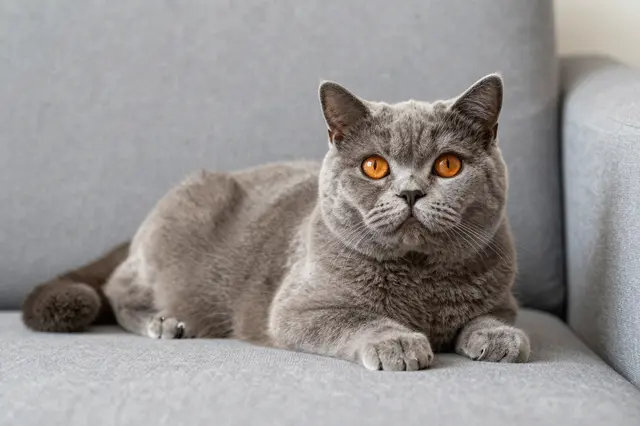 Gray British Shorthair cat with copper eyes lies calmly on a light gray fabric sofa looking at the camera.