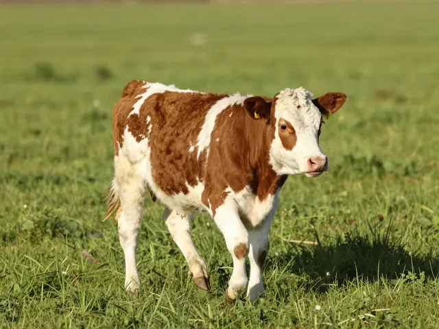 A brown and white calf walks through a sunlit green spring pasture.