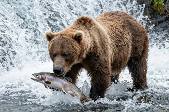 A wet brown bear stands in rushing river water holding a salmon at the base of a waterfall