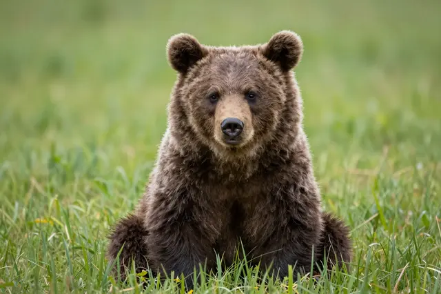 A fluffy brown bear cub sits upright facing the camera in lush green grass
