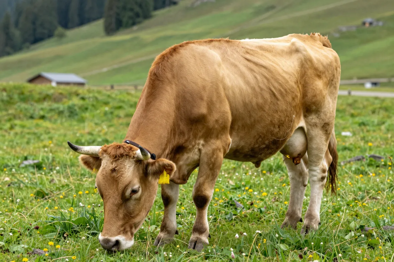 A light brown horned cow grazes peacefully in a lush green alpine meadow dotted with wildflowers.