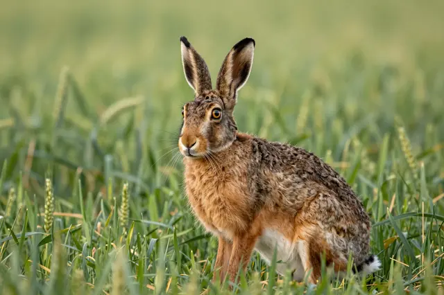 A brown hare with black-tipped ears sits alert in a sunlit green wheat field.