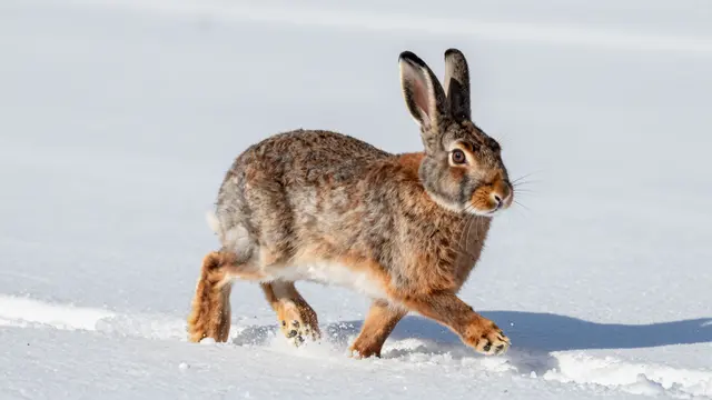 A brown rabbit runs across a bright snowy field kicking up small sprays of snow from its paws.