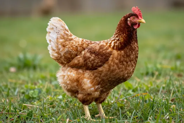 A brown and white feathered hen stands upright in lush green pasture grass.