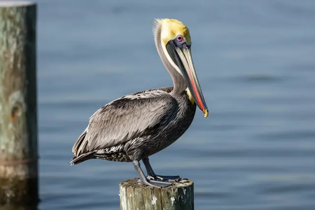 A brown pelican perches calmly on a weathered wooden pier post above calm blue water.