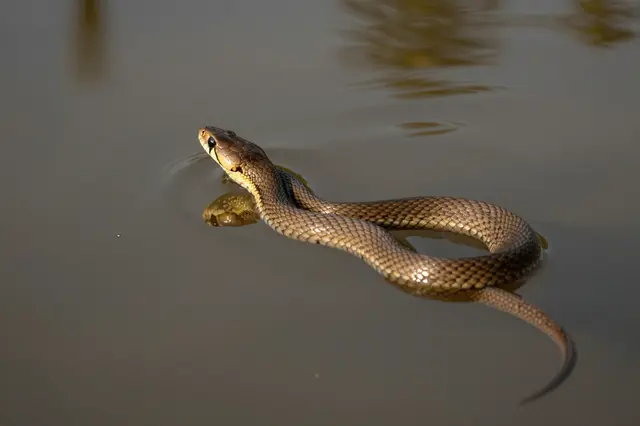 A brown water snake with raised head swims across calm pond water, trailing soft ripples in warm light.