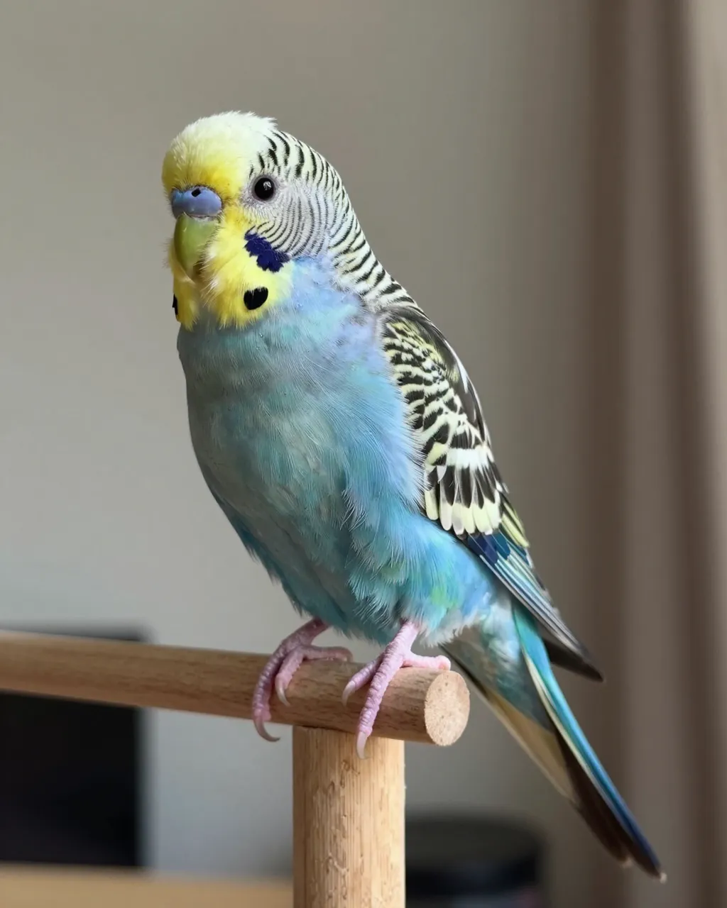 A colorful blue and yellow budgie sits perched on a light wooden stand in a home interior.