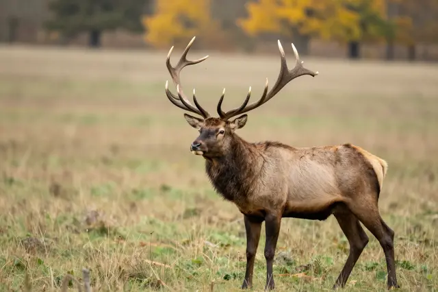 A large bull elk with prominent antlers stands alert in a sunlit autumn grass meadow