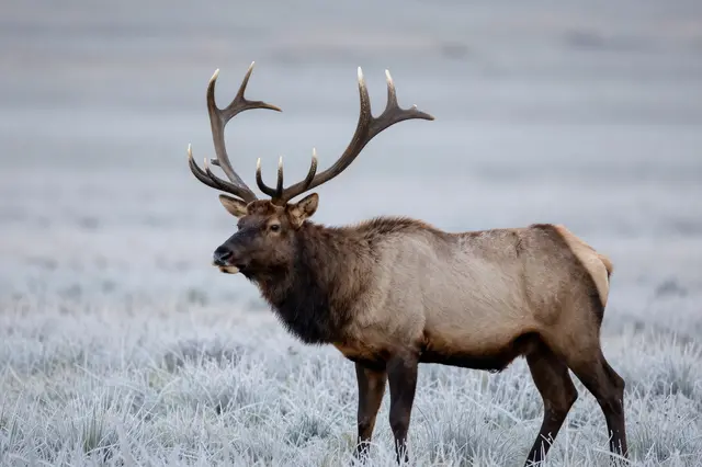 A large bull elk with branching antlers stands in a field of frost-covered grass