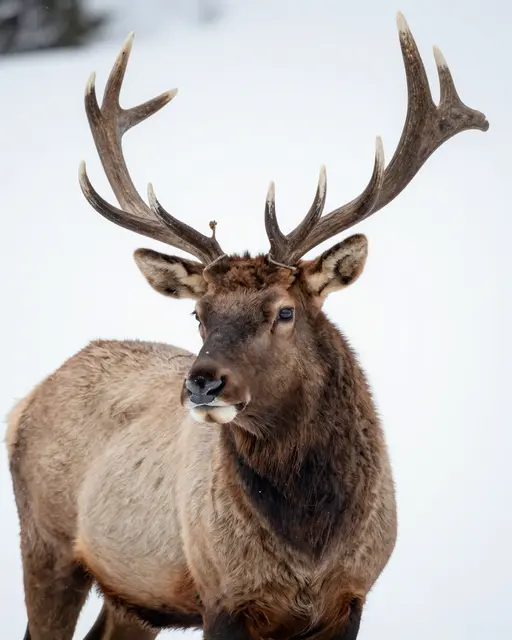 A shaggy-maned bull elk with large antlers stands against a blurred snowy winter background.