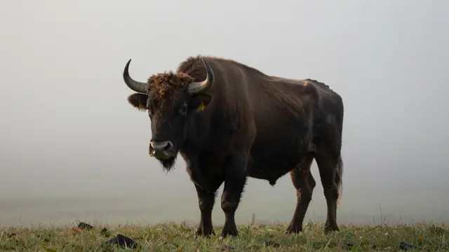 A large brown bison bull stands on grass against a hazy foggy dawn sky
