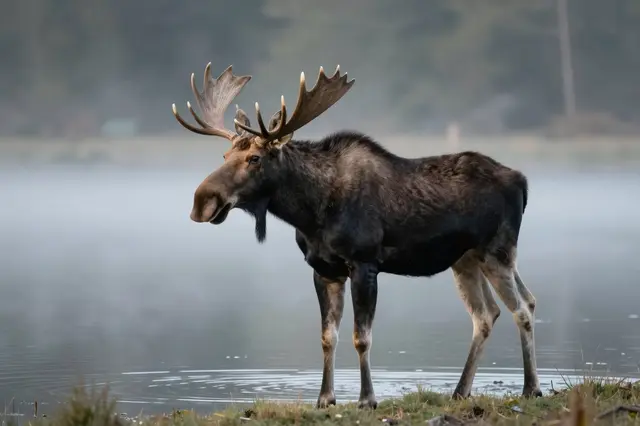 A bull moose with large antlers stands on a grassy lakeshore in soft dawn mist