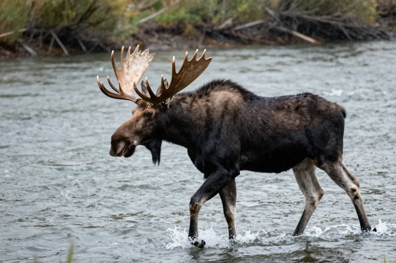 A large bull moose with broad palmate antlers walks through a shallow flowing river in light rain