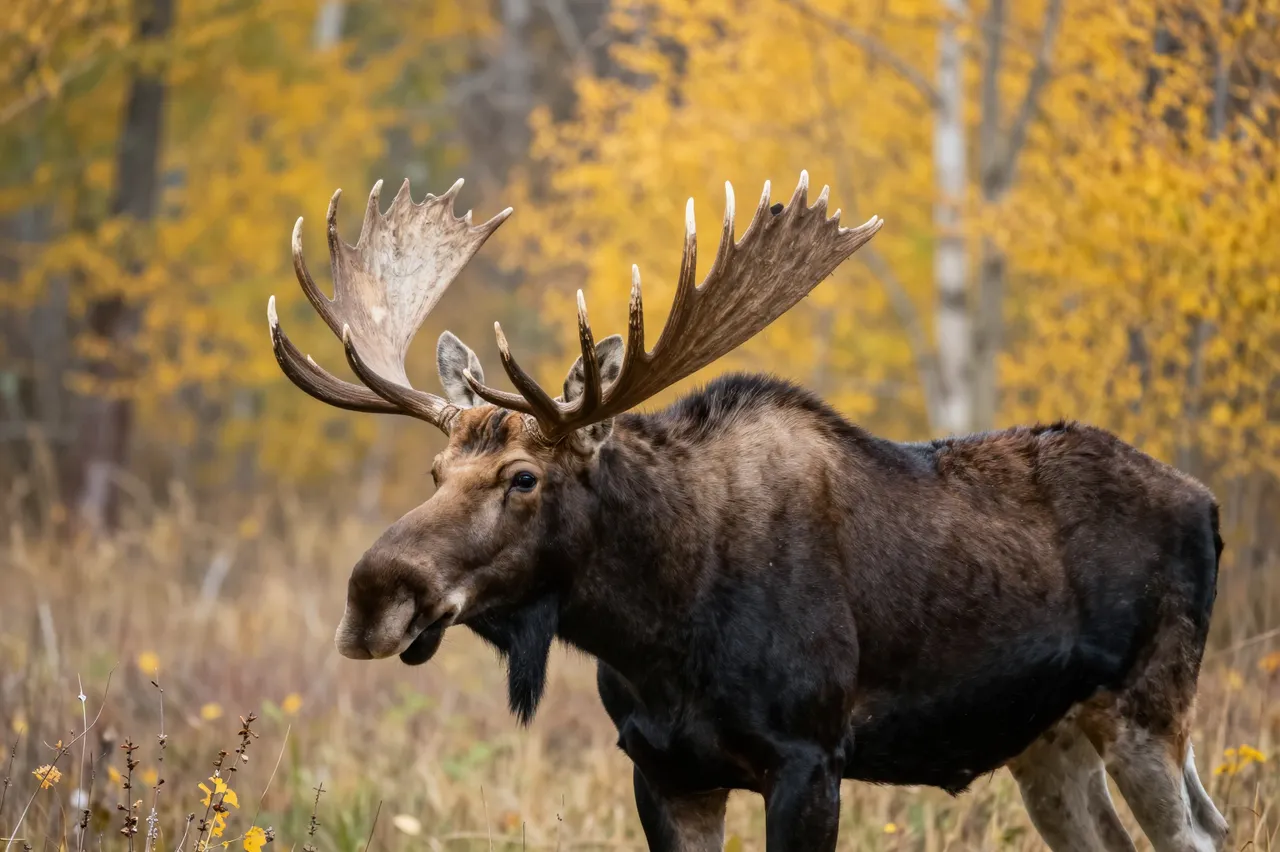 A large bull moose with massive antlers stands in golden autumn woodland grass