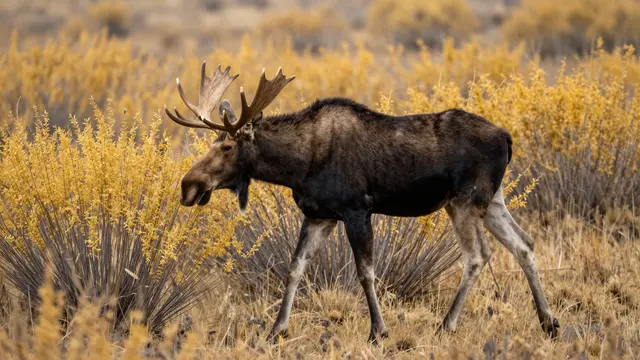 A bull moose walks among golden willow shrubs on an autumn tundra