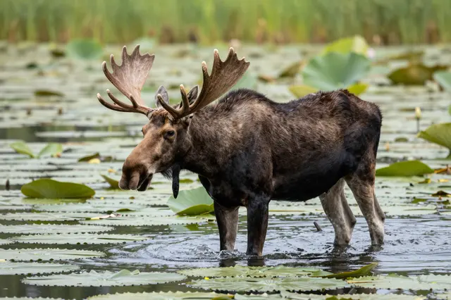 A bull moose with large antlers stands wading in shallow lily pad covered pond water
