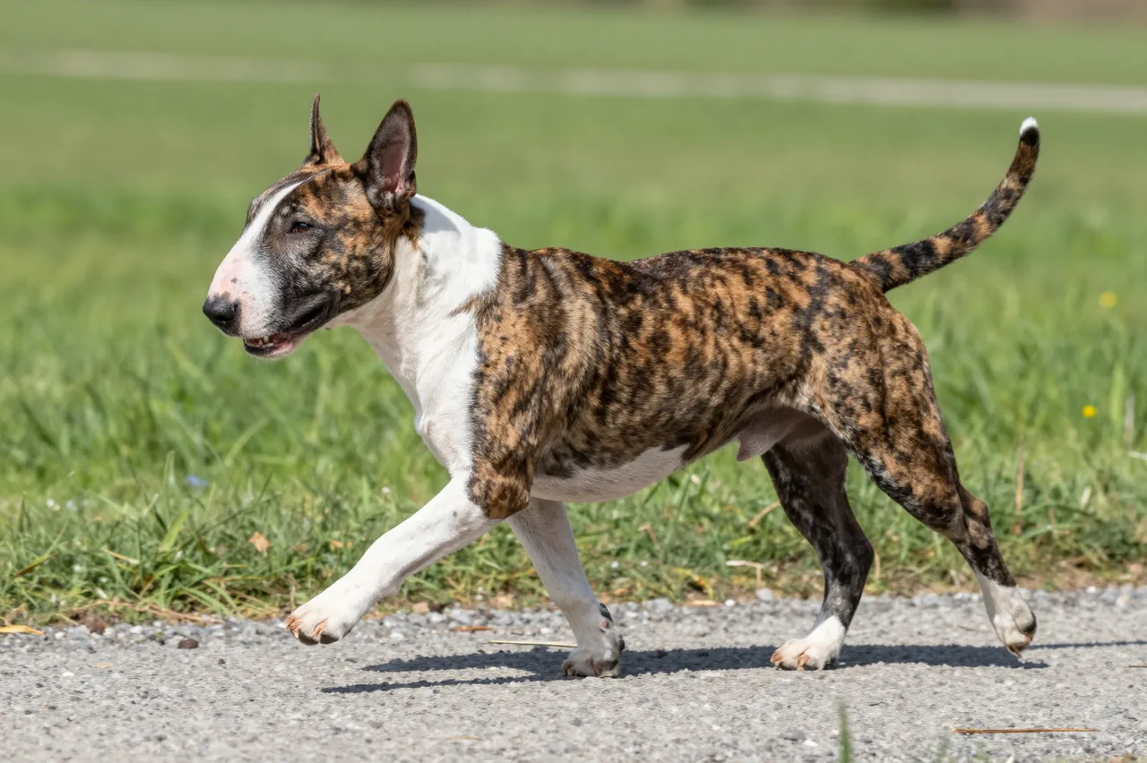 A brindle and white Bull Terrier walks in side view along a gravel path next to a grassy meadow.