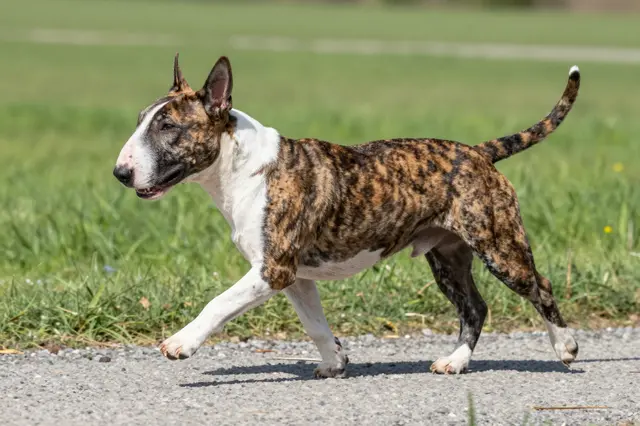 A brindle and white Bull Terrier walks in side view along a gravel path next to a grassy meadow.