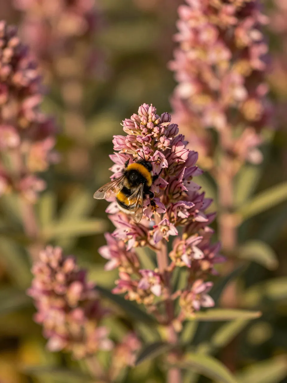 A fuzzy bumblebee rests on a close-up cluster of dusky pink flowers in warm golden light