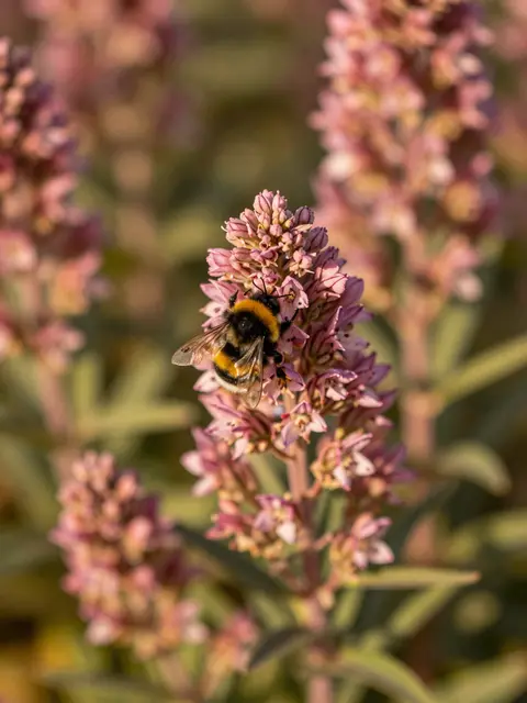 A fuzzy bumblebee rests on a close-up cluster of dusky pink flowers in warm golden light