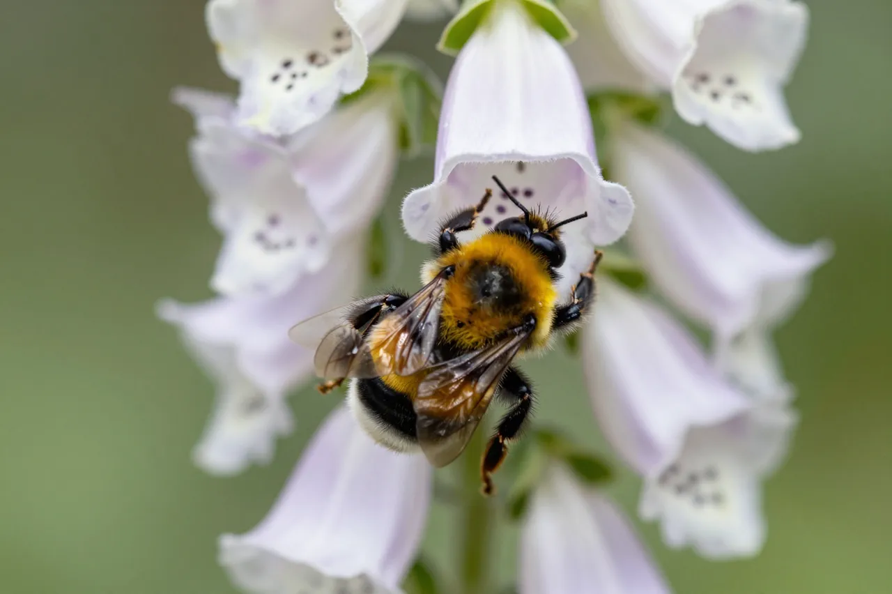 A fuzzy bumblebee crawls partially inside a pale purple and white foxglove bloom.