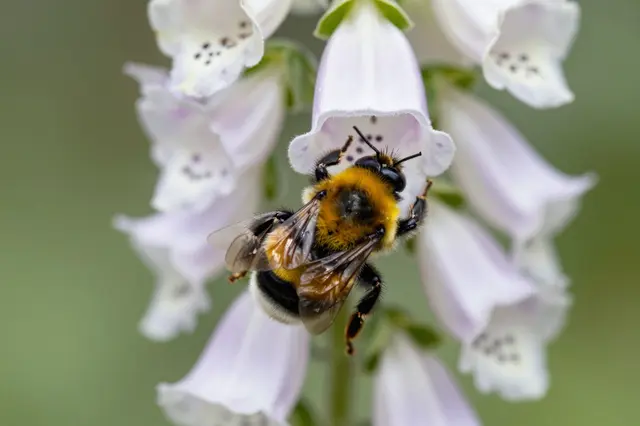 A fuzzy bumblebee crawls partially inside a pale purple and white foxglove bloom.