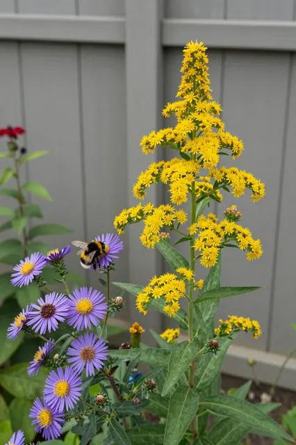 A bumblebee rests on a purple aster beside yellow goldenrod next to a gray backyard fence